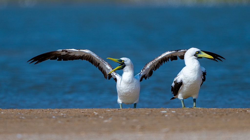 Masked Booby 